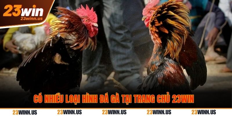 Có nhiều loại hình đá gà tại trang chủ 23WIN các loại hình đá gà 23WIN