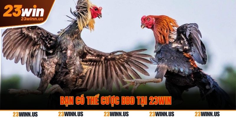 Bạn có thể cược BBD tại 23WIN Bạn có thể cược BBD tại 23WIN