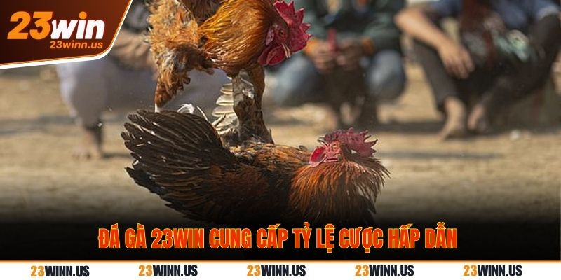 Đá gà 23WIN cung cấp tỷ lệ cược hấp dẫn Đá gà 23WIN tỷ lệ cược hấp dẫn